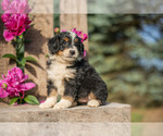 Puppy Belle Bernedoodle (Miniature)
