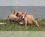 Small Photo #5 American Pit Bull Terrier Puppy For Sale in NAPLES, FL, USA