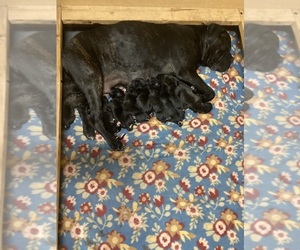 Cane Corso Puppy for sale in LAVEEN, AZ, USA