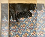 Small Photo #1 Cane Corso Puppy For Sale in LAVEEN, AZ, USA