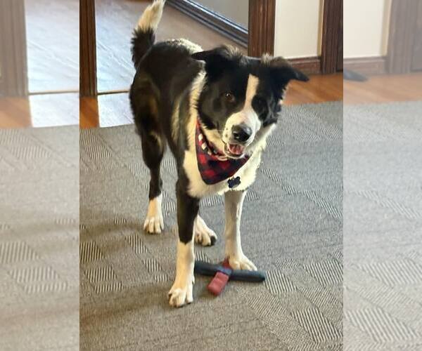 Medium Photo #4 Collie-German Shepherd Dog Mix Puppy For Sale in Winter Park, CO, USA