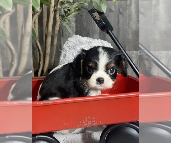 Medium Photo #3 Cavalier King Charles Spaniel Puppy For Sale in CANOGA, NY, USA