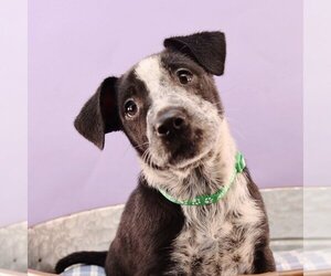 Border Collie-Bulldog Mix Dogs for adoption in Sheridan, CO, USA
