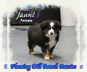 Miniature Australian Shepherd Puppy for sale in FORESTBURG, TX, USA