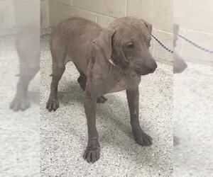 Mutt Dogs for adoption in Conroe, TX, USA