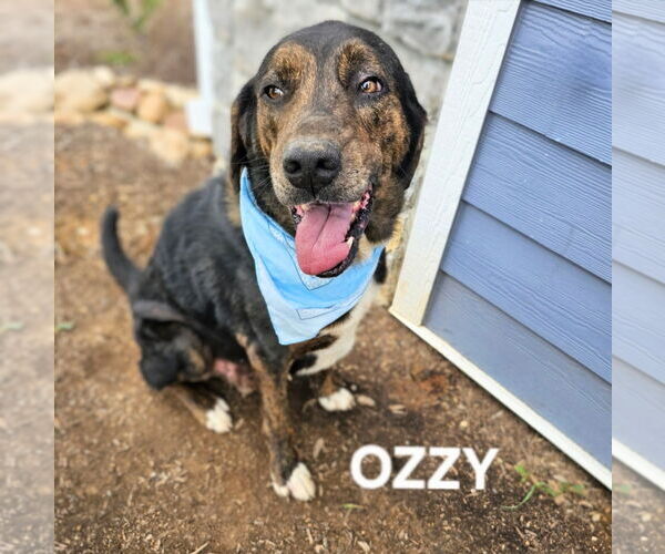 Medium Photo #2 Plott Hound-Treeing Walker Coonhound Mix Puppy For Sale in Maryville, TN, USA
