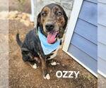Small #1 Plott Hound-Treeing Walker Coonhound Mix