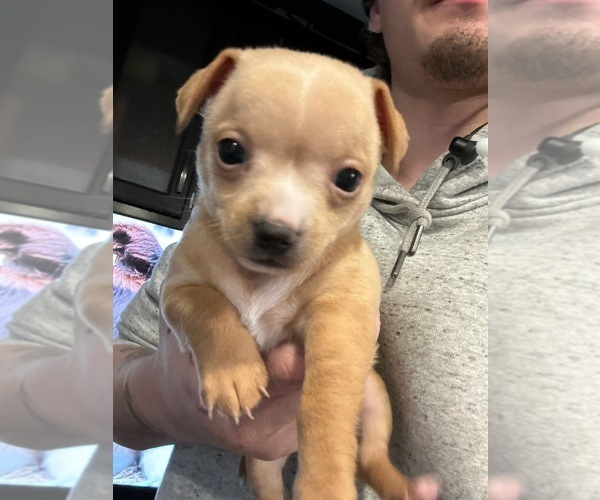 Medium Photo #1 Chihuahua Puppy For Sale in WASHINGTON, DC, USA