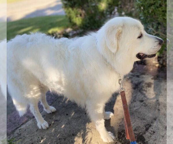 Medium Photo #3 Great Pyrenees Puppy For Sale in Dallas, TX, USA