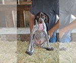 Small Photo #5 German Shorthaired Pointer Puppy For Sale in SANGER, CA, USA