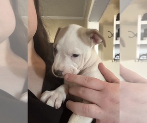 American Pit Bull Terrier Puppy for sale in GARDNER, MA, USA