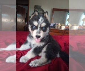 German Shepherd Dog-Siberian Husky Mix Puppy for Sale in NEOSHO, Missouri USA