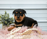 Puppy Nina Rottweiler