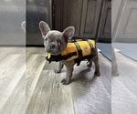 Puppy Nova Riot French Bulldog
