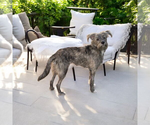 Medium Photo #1 Italian Greyhound Puppy For Sale in Menifee, CA, USA