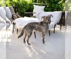 Medium Italian Greyhound