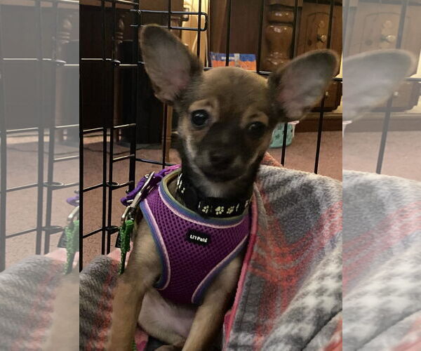 Medium Photo #1 Chihuahua Puppy For Sale in Allentown,, PA, USA