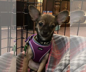 Chihuahua Dogs for adoption in Allentown,, PA, USA