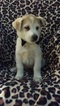 Puppy 6 Labrador Retriever-Siberian Husky Mix
