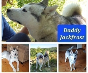 Father of the Siberian Husky puppies born on 05/05/2023