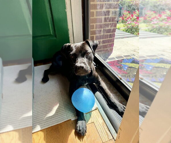 Medium Photo #5 Staffordshire Bull Terrier-Unknown Mix Puppy For Sale in Shermans Dale, PA, USA