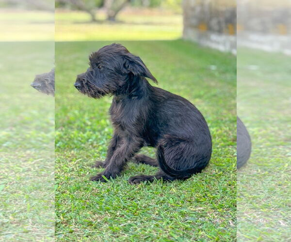 Medium Photo #6 Mutt Puppy For Sale in PIPE CREEK, TX, USA