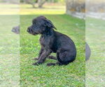 Small #5 Mutt