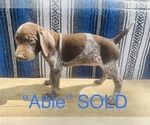 Small #13 German Shorthaired Pointer