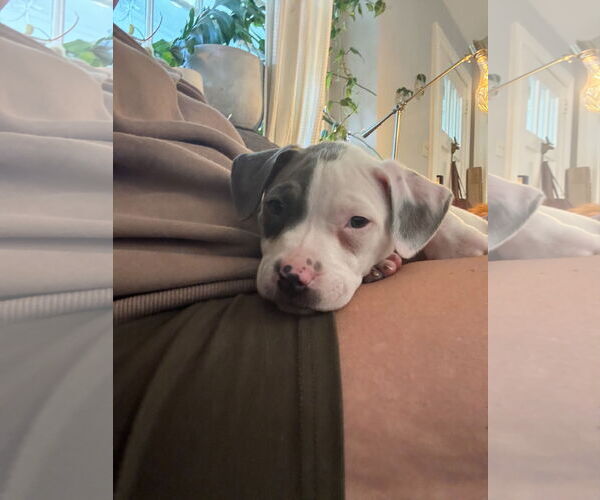 Medium Photo #14 American Staffordshire Terrier-Unknown Mix Puppy For Sale in Holly Springs, NC, USA