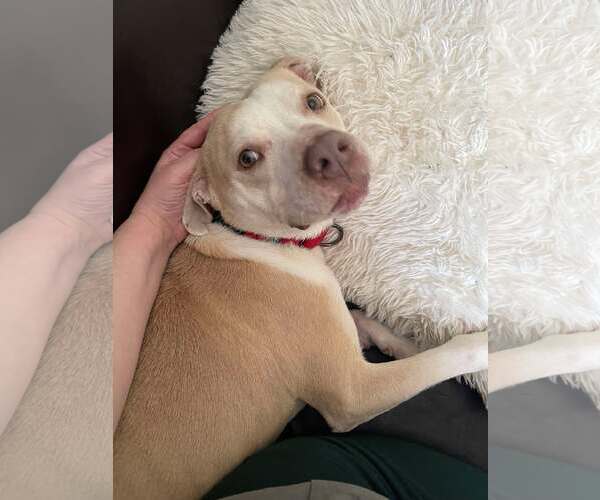 Medium Photo #5 Mutt Puppy For Sale in Sheboygan, WI, USA