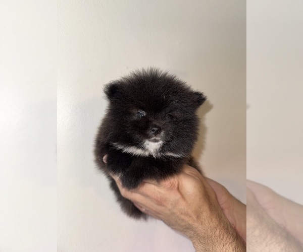 Medium Photo #3 Pomeranian Puppy For Sale in ORLANDO, FL, USA