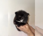 Small #2 Pomeranian