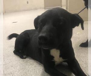 Labrador Retriever Dogs for adoption in Conroe, TX, USA