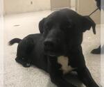 Small Labrador Retriever
