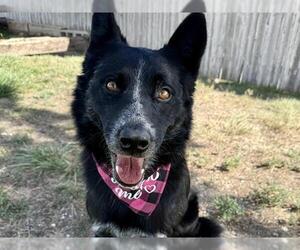 Border Collie-Unknown Mix Dogs for adoption in Pueblo, CO, USA