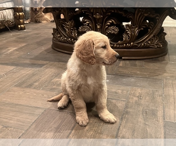 Medium Photo #1 Golden Retriever Puppy For Sale in IRVINE, CA, USA