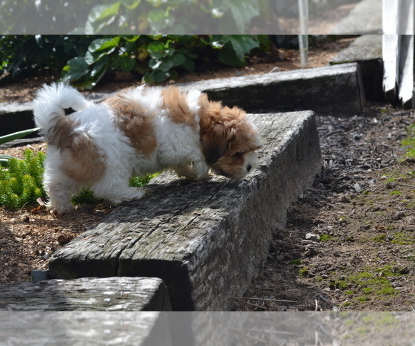 Medium Photo #2 Mal-Shi Puppy For Sale in GREENWOOD, WI, USA