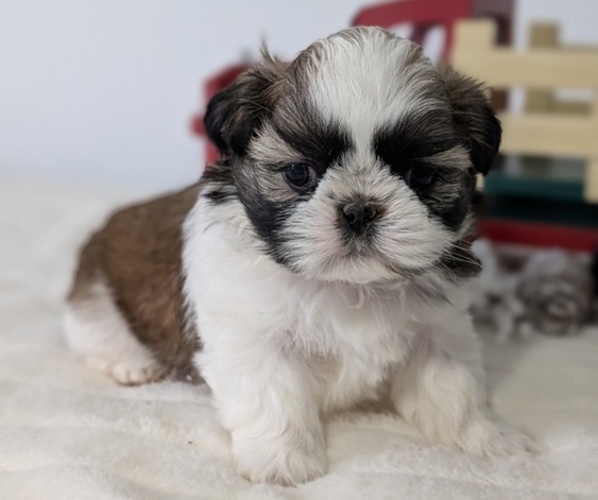Medium Photo #5 Shih Tzu Puppy For Sale in GOSHEN, IN, USA