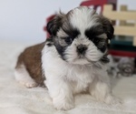 Small #4 Shih Tzu