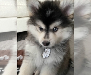Pomsky Puppy for sale in DELRAY BEACH, FL, USA