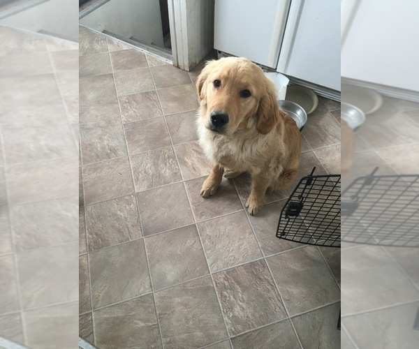 Medium Photo #3 Golden Retriever Puppy For Sale in NUNN, CO, USA