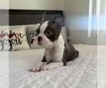 Small #1 Boston Terrier