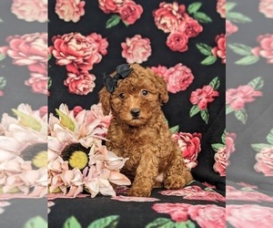 Goldendoodle (Miniature) Puppy for sale in NOTTINGHAM, PA, USA