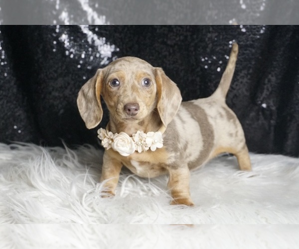 Medium Photo #5 Dachshund Puppy For Sale in WARSAW, IN, USA