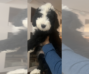 Bernedoodle Puppy for sale in TIPP CITY, OH, USA