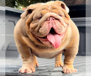 Father of the Bulldog puppies born on 04/10/2025