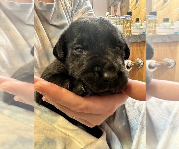 Medium Photo #1 Labrador Retriever Puppy For Sale in FARGO, ND, USA
