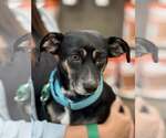 Small #1 Chihuahua Mix