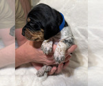 Small Photo #16 Black and Tan Coonhound-Bluetick Coonhound Mix Puppy For Sale in OAK HILLS, CA, USA