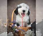 Puppy Red String Sheepadoodle